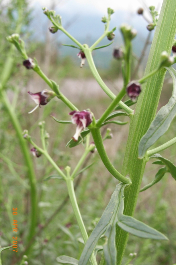 Scrophularia canina