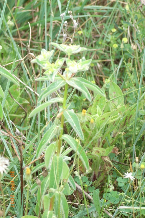 Euphorbia hirsuta