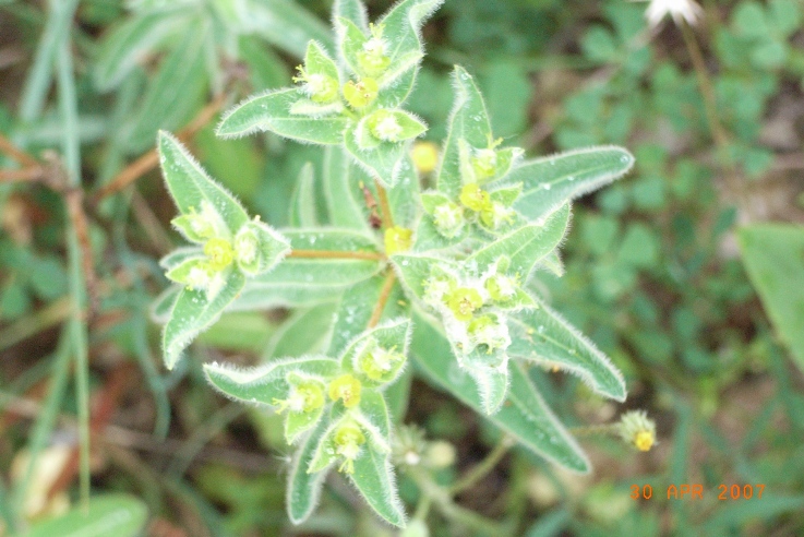 Euphorbia hirsuta