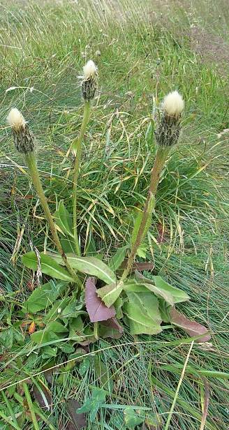 Hypochaeris uniflora / Costolina alpina