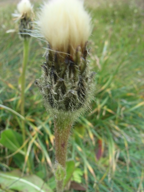 Hypochaeris uniflora / Costolina alpina