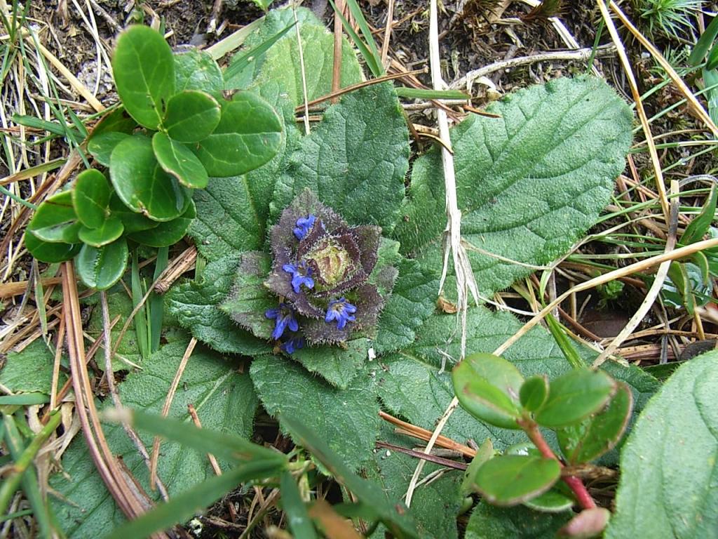 Ajuga pyramidalis / Iva piramidale