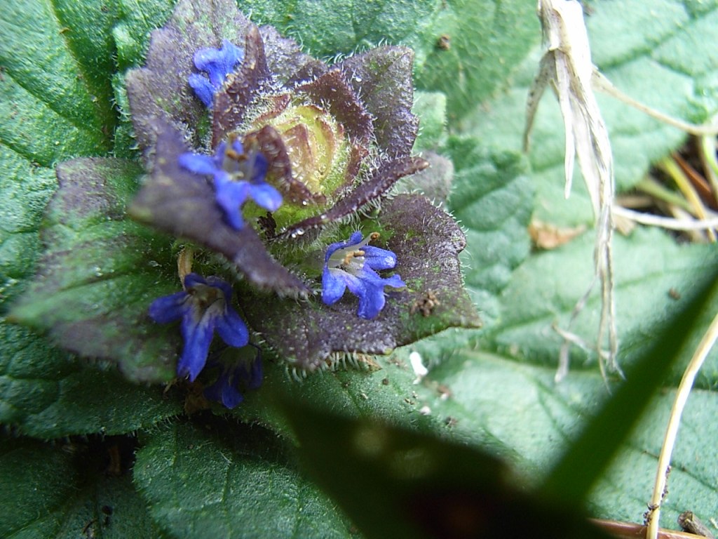 Ajuga pyramidalis / Iva piramidale