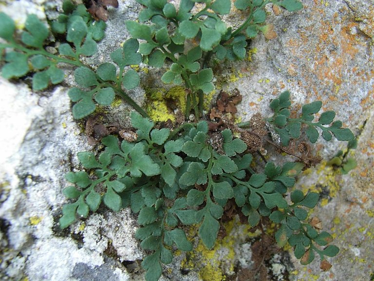 Asplenium ruta-muraria