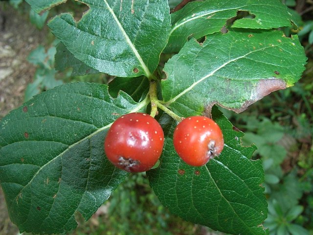 piccoli arbusti