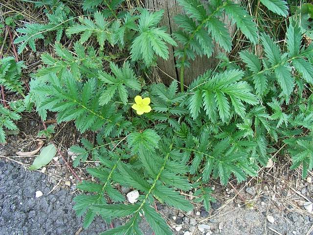 Potentilla anserina / Cinquefoglia pi d''oca