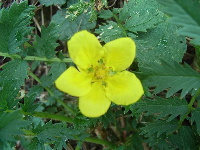 Potentilla anserina / Cinquefoglia pi d''oca