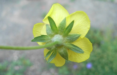 Potentilla anserina / Cinquefoglia pi d''oca