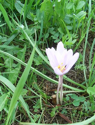 Colchicum autmnale / Colchico autunnale