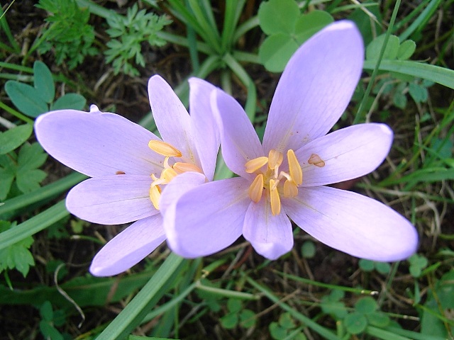 Colchicum autmnale / Colchico autunnale