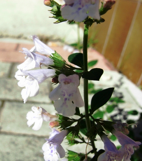 Calamintha nepeta