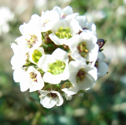 Lobularia maritima