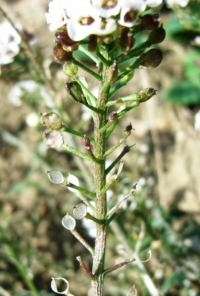 Lobularia maritima