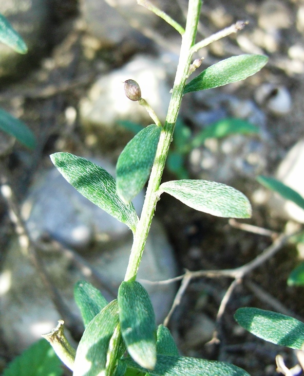 Lobularia maritima