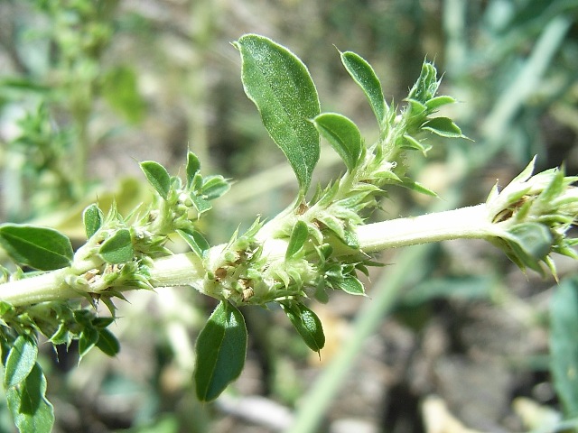 Amaranthus albus / Amaranto bianco