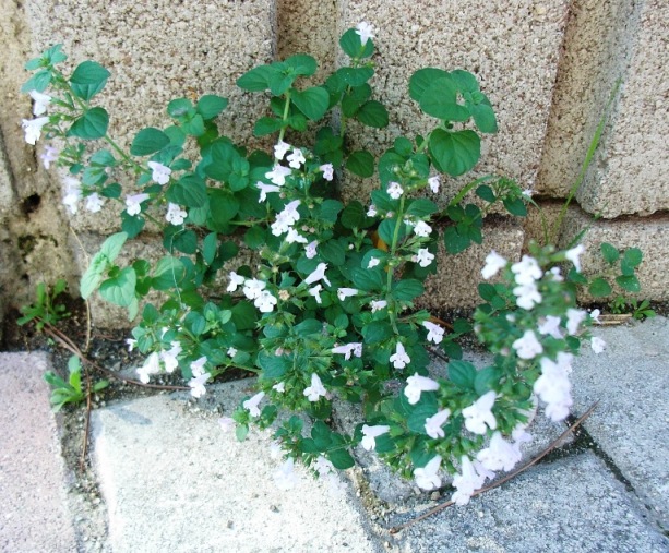 Calamintha nepeta