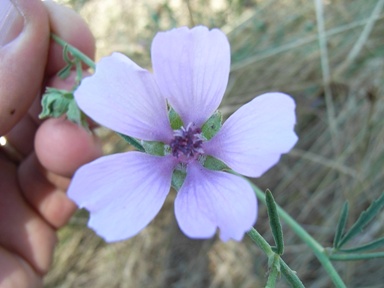 Althaea cannabina / Altea canapina