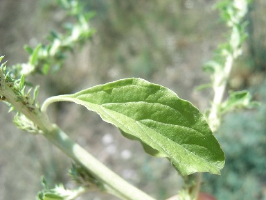 Amaranthus albus / Amaranto bianco