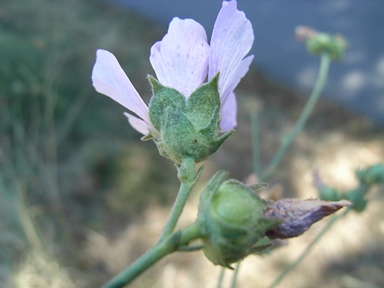 Althaea cannabina / Altea canapina