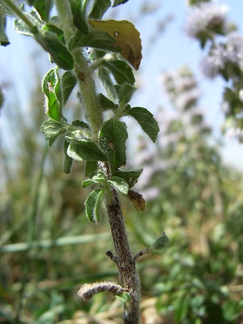 Mentha pulegium