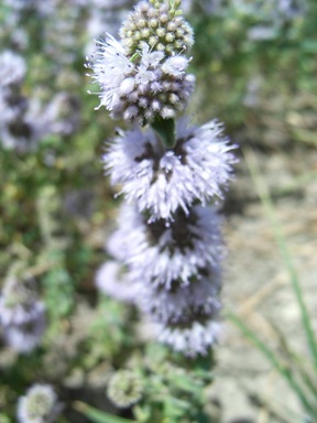 Mentha pulegium