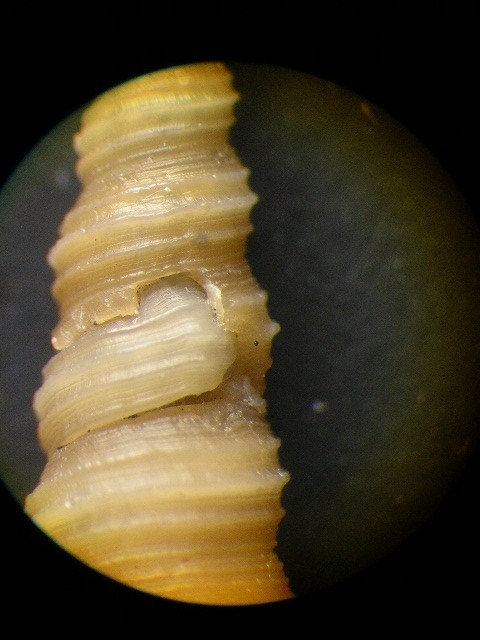 Turritella communis ...