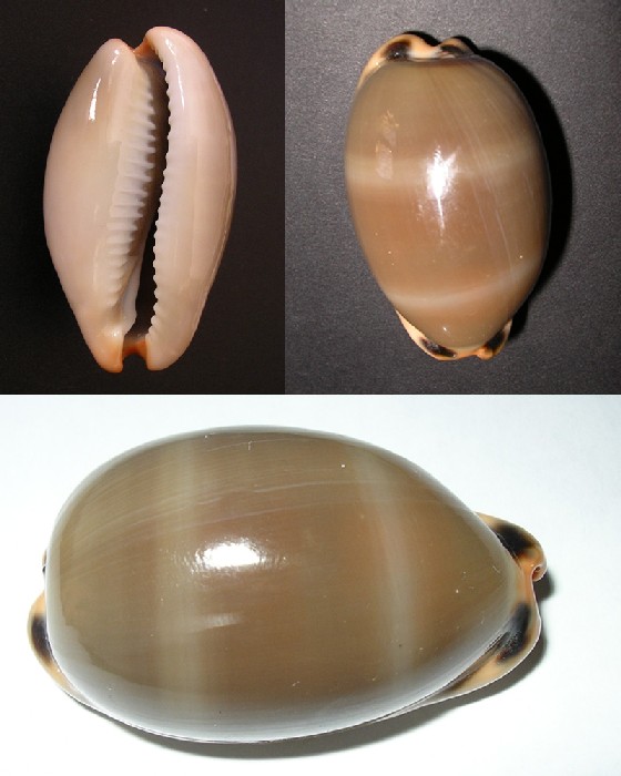 Cyprea lurida