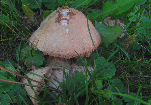 Lepiota pulverulenta?