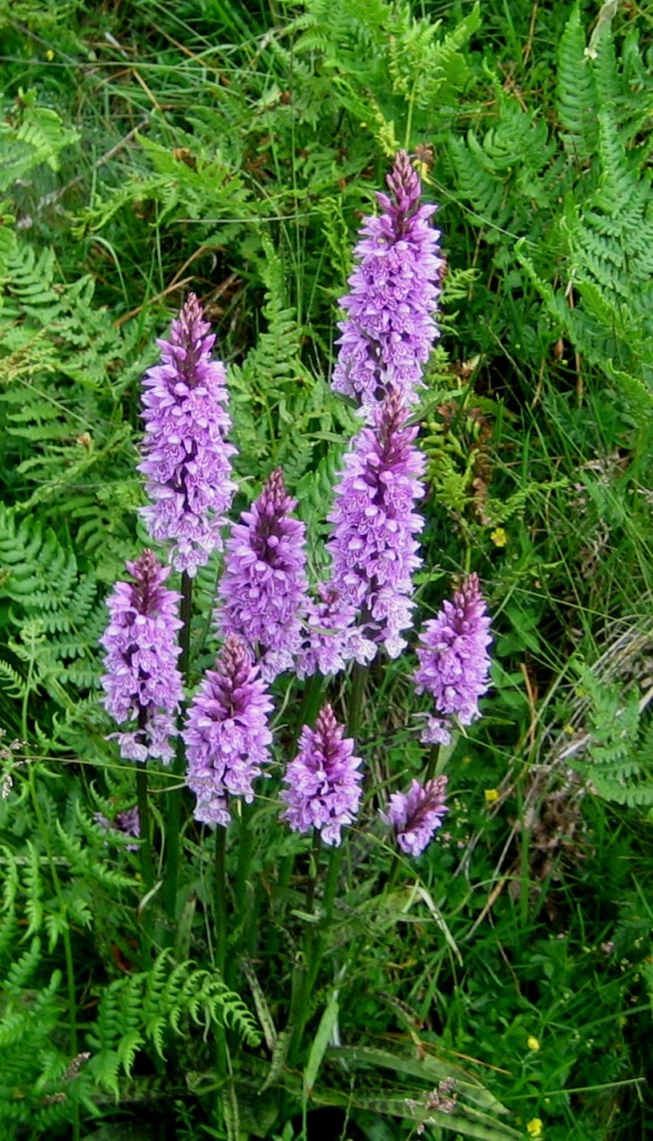 Dacrtylorhiza fuchsii