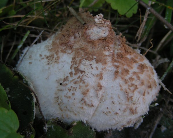 Lepiota pulverulenta?