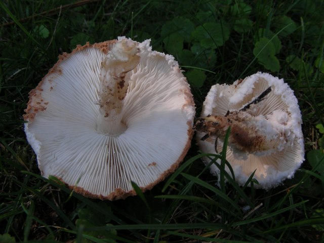 Lepiota pulverulenta?