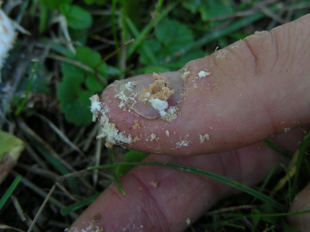 Lepiota pulverulenta?