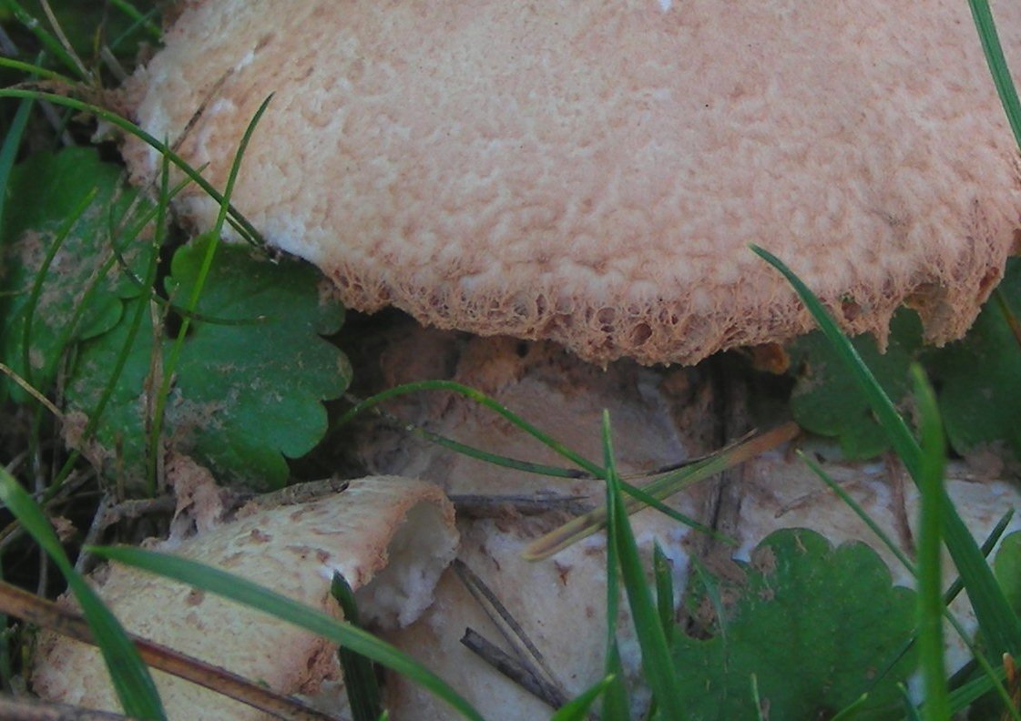 Lepiota pulverulenta?