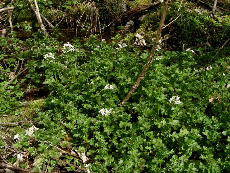 Cardamine amara / Billeri amaro