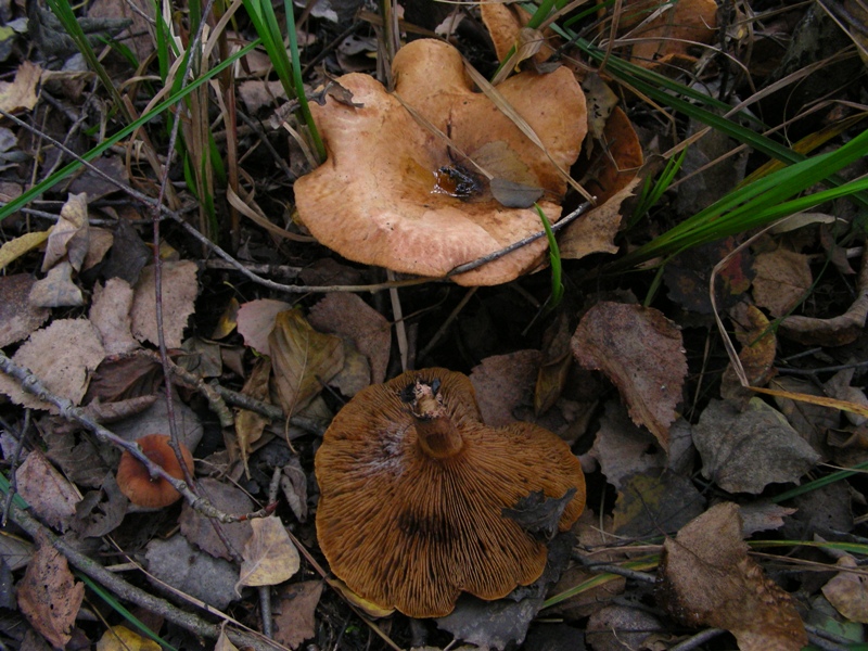 Escursione in bosco misto collinare