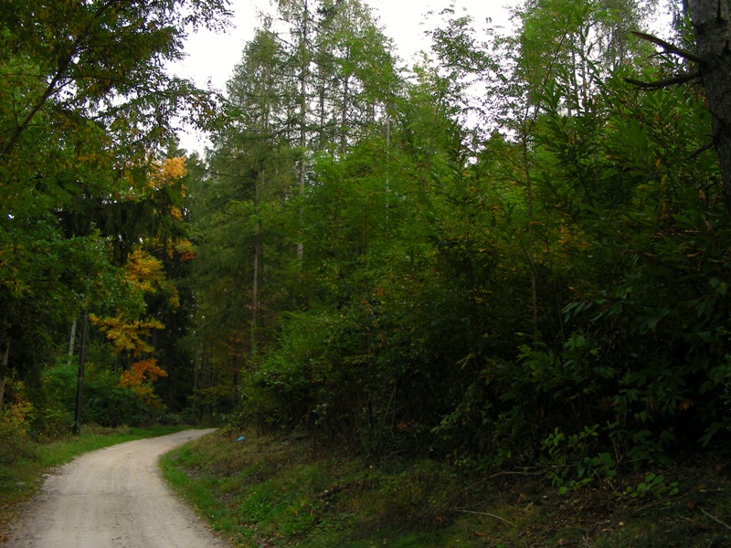 Escursione in bosco misto collinare