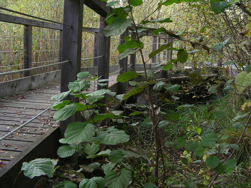 canneto autunnale