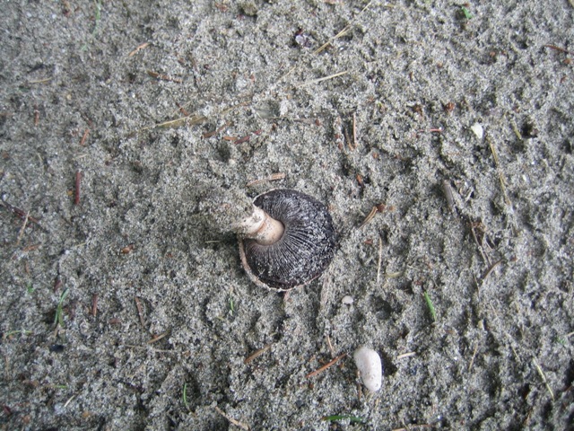 Agaricus campestris