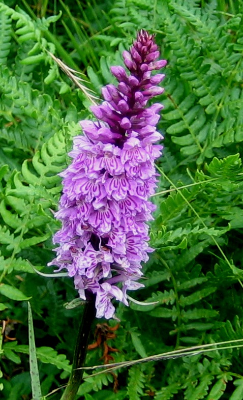 Dacrtylorhiza fuchsii