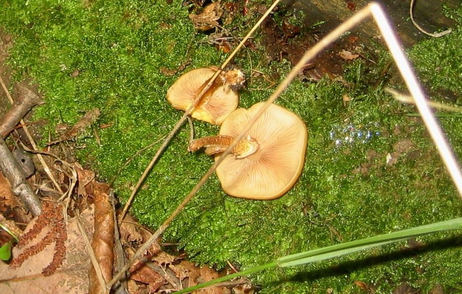 Kuehneromyces mutabilis?