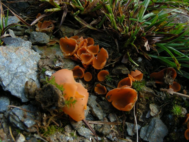 A caccia di Igrofori nei pascoli alpini