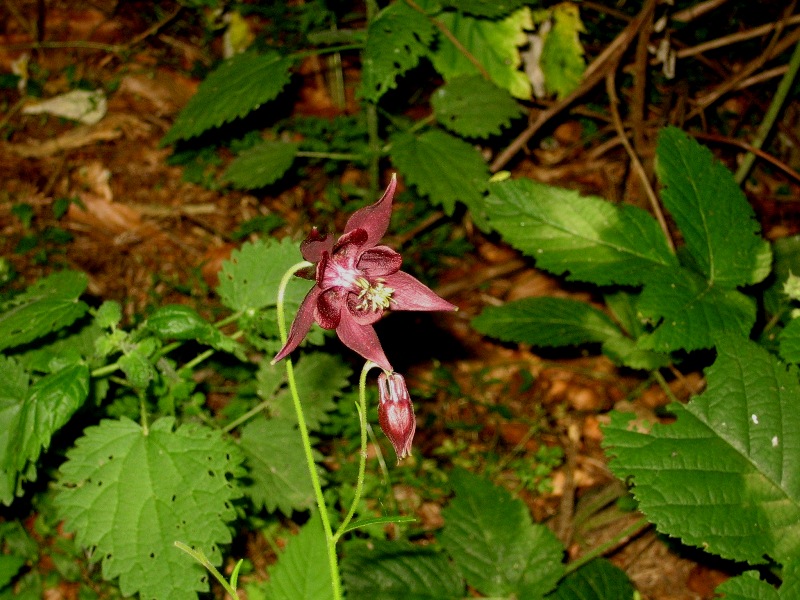 Aquilegia atrata / Aquilegia scura