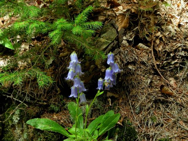 Campanula barbata / Campanula pelosa