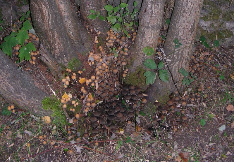 Escursione in bosco misto collinare