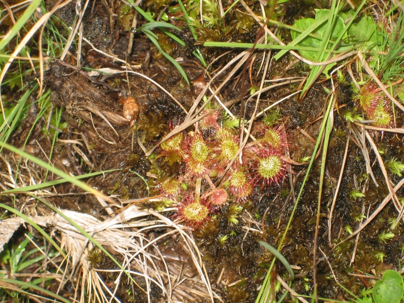 Drosera rotundifolia / Drosera a foglie rotonde