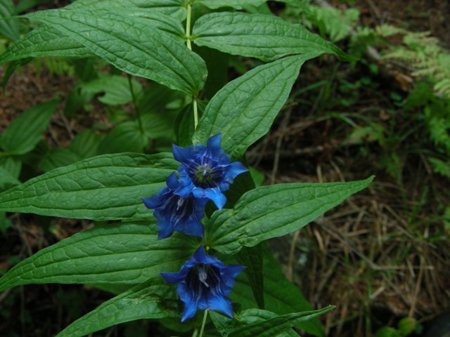 Gentiana asclepiadea - Genziana di Esculapio