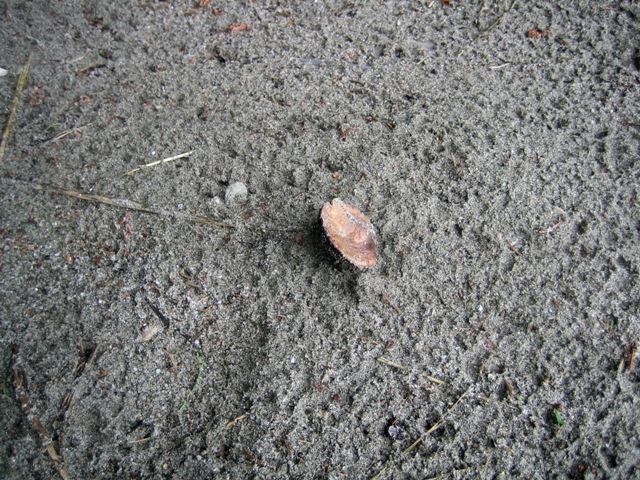 Agaricus campestris