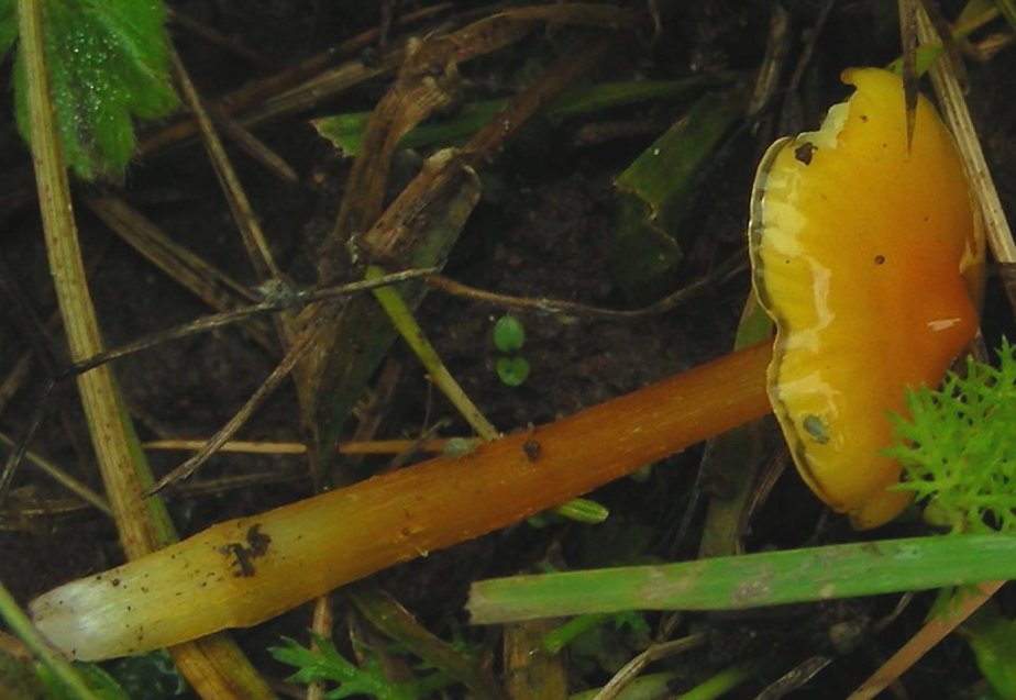 Hygrocybe da determinare