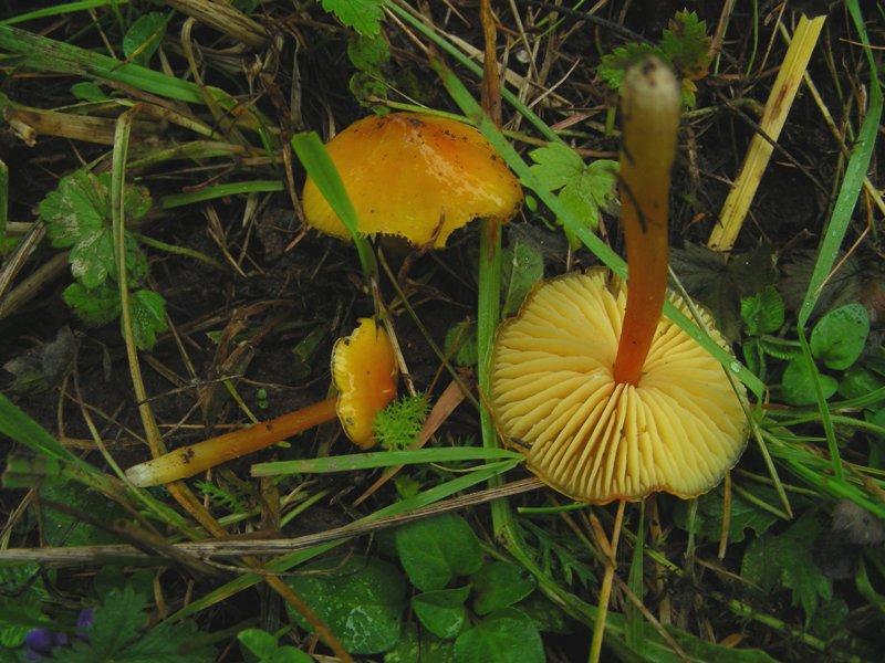 Hygrocybe da determinare