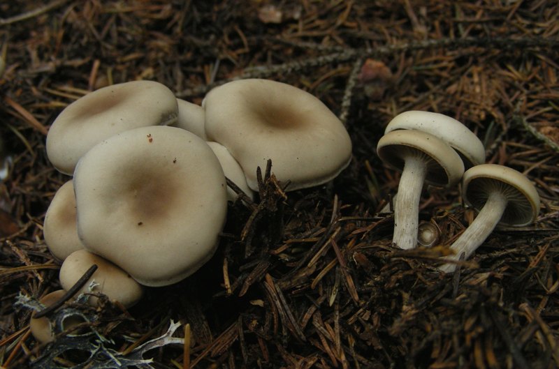 pecceta montana autunnale